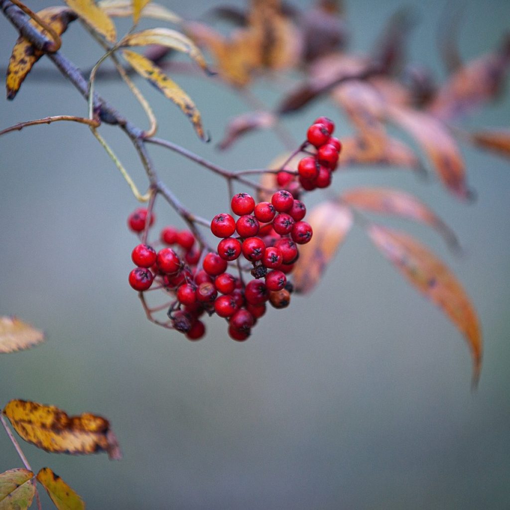 medicinal-herb-4881474_1280